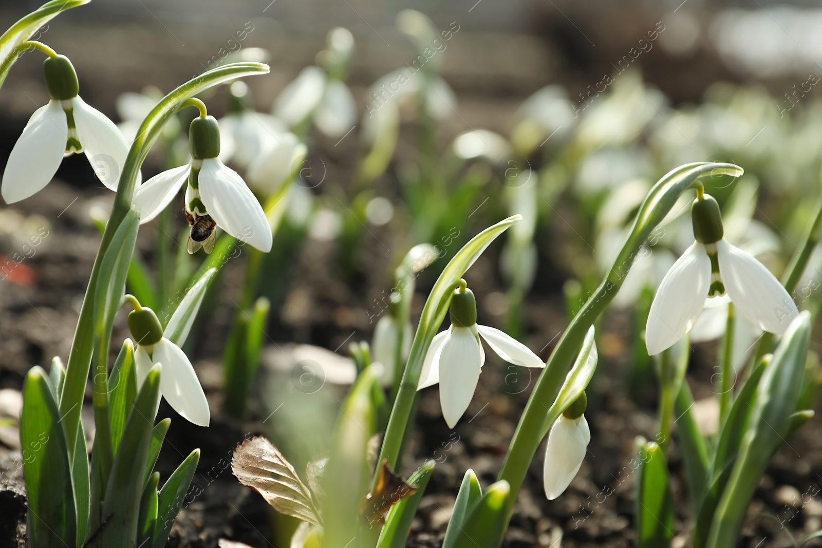 Photo of Beautiful snowdrops growing outdoors. Early spring flowers