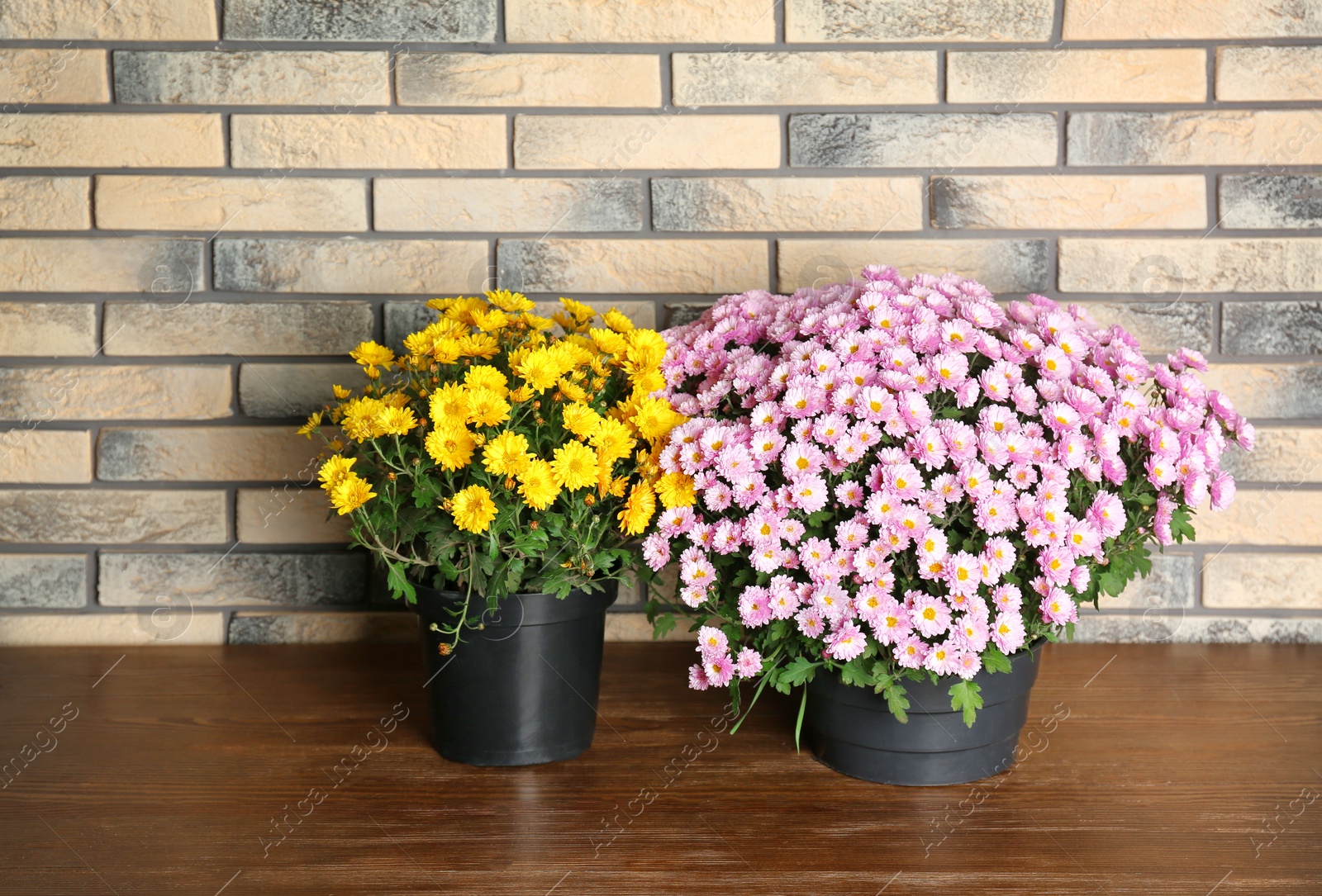 Photo of Beautiful potted chrysanthemum flowers on table near brick wall