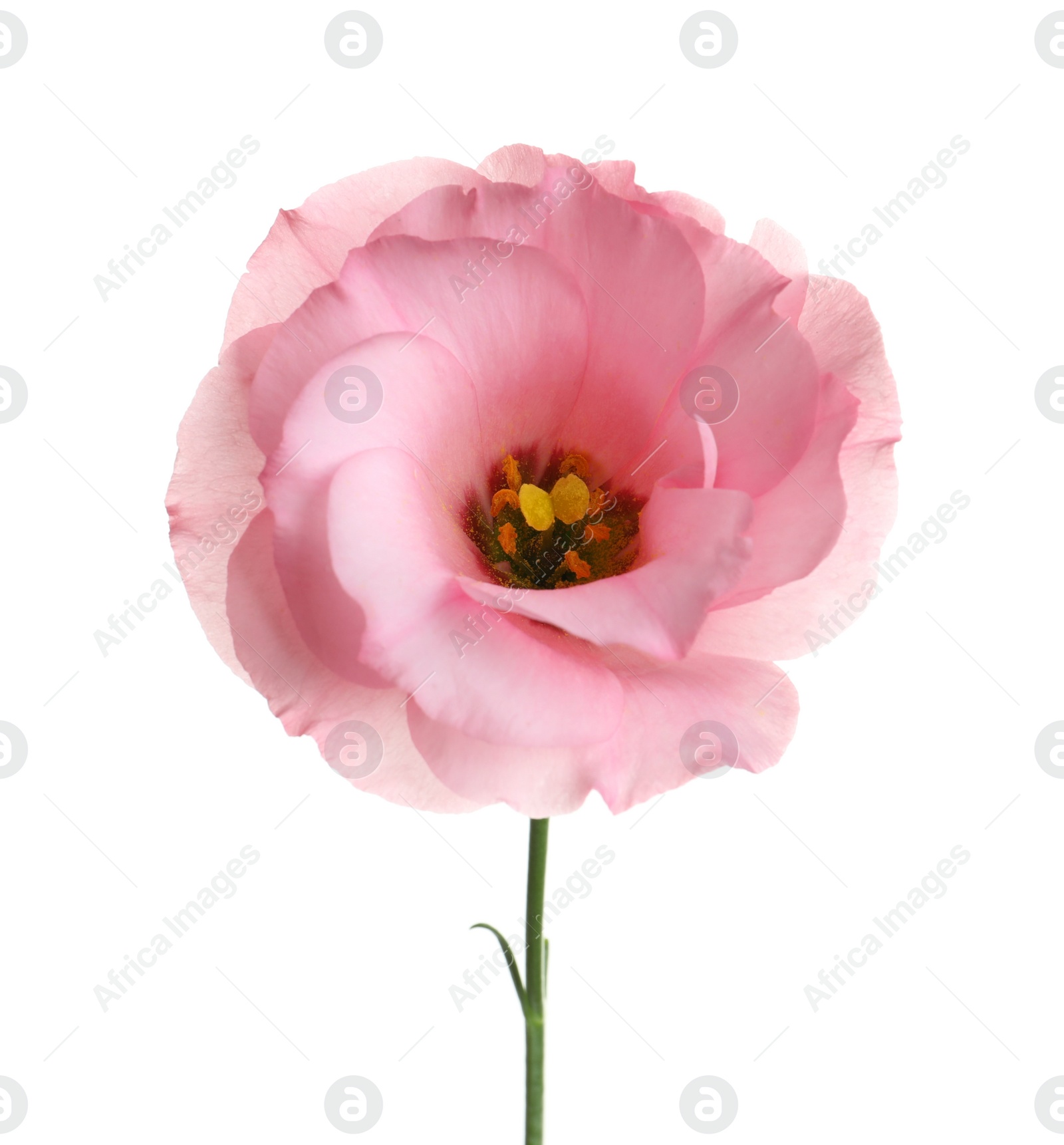 Photo of Beautiful Eustoma flower on white background