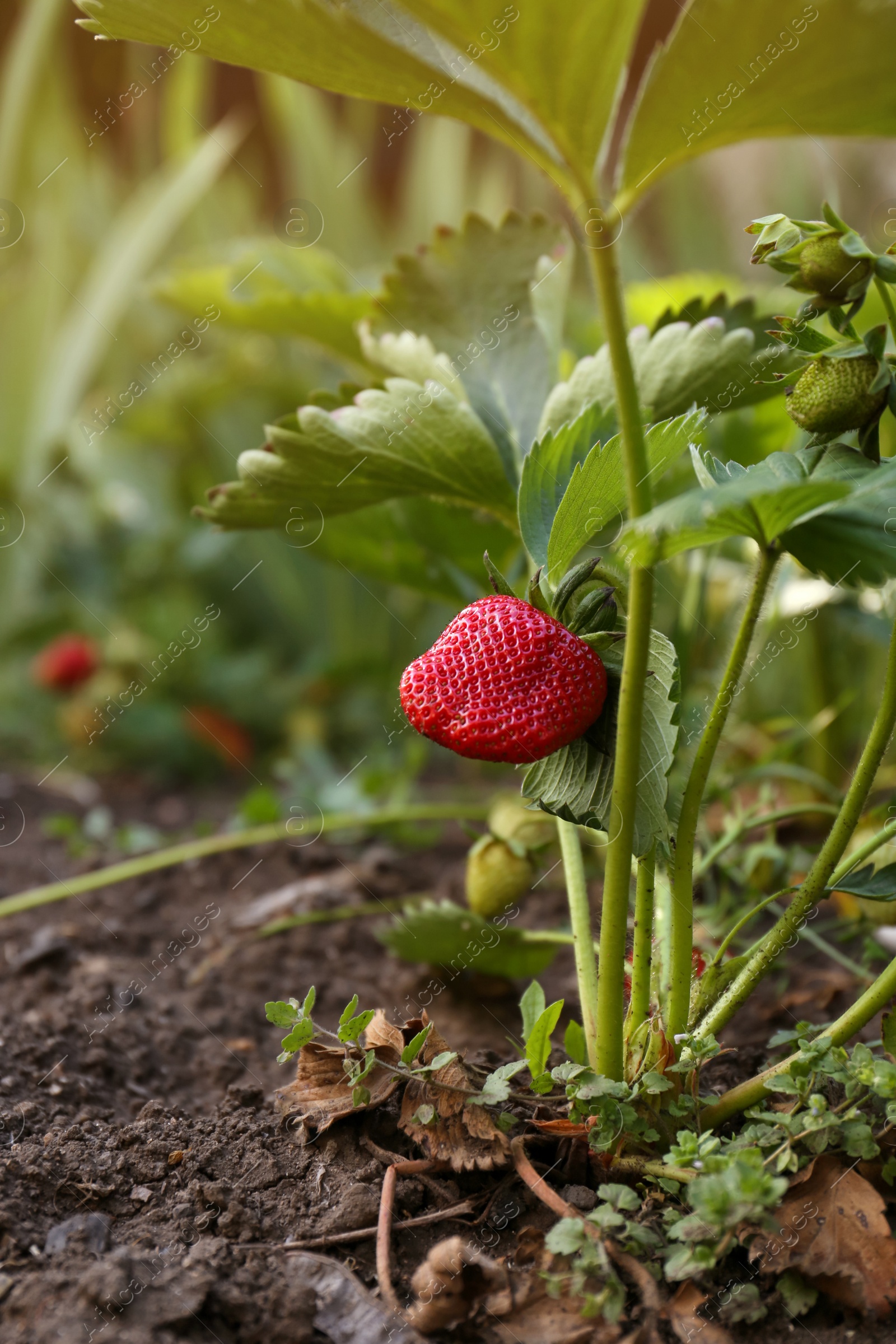 Photo of Beautiful strawberry plant with ripe fruit in garden on sunny day