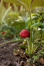 Photo of Beautiful strawberry plant with ripe fruit in garden on sunny day