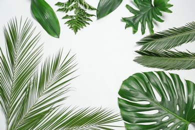 Photo of Composition of beautiful tropical leaves on white background