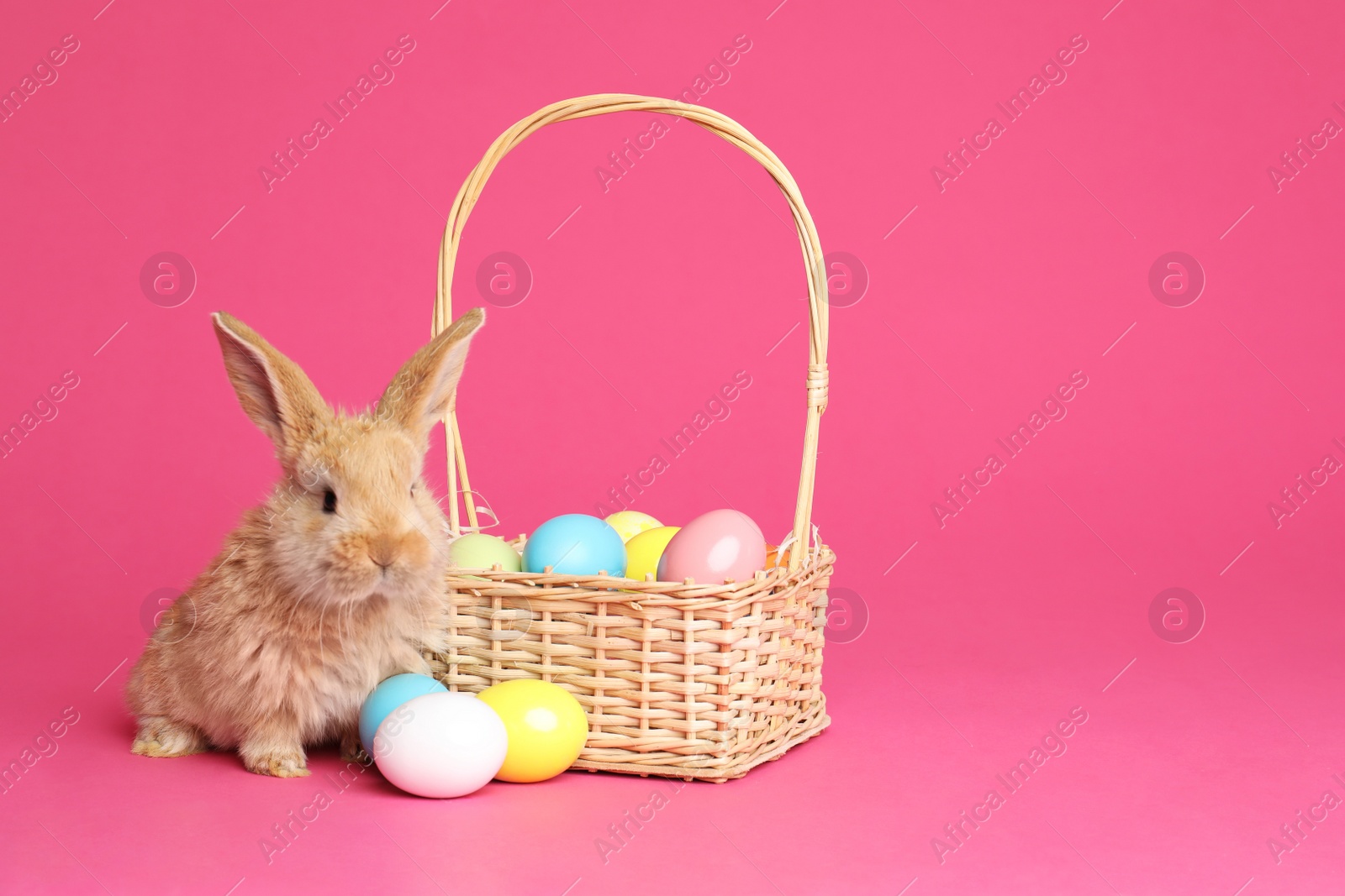 Photo of Adorable furry Easter bunny near wicker basket and dyed eggs on color background, space for text