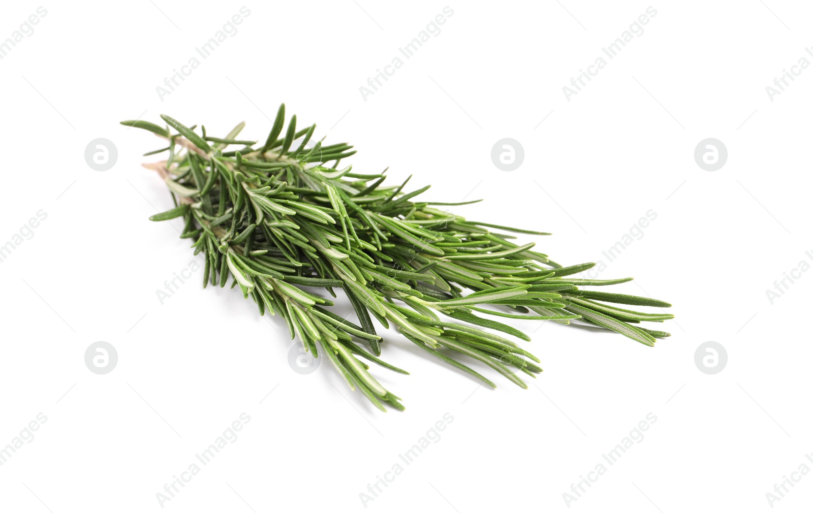 Photo of Sprigs of fresh rosemary isolated on white