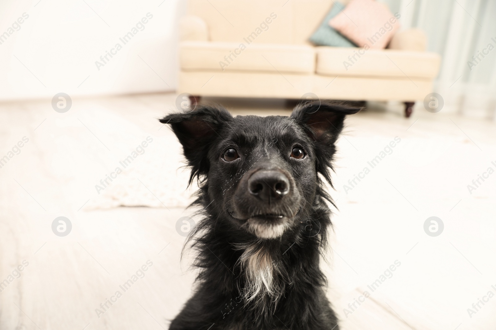 Photo of Cute black dog in living room. Lovely pet