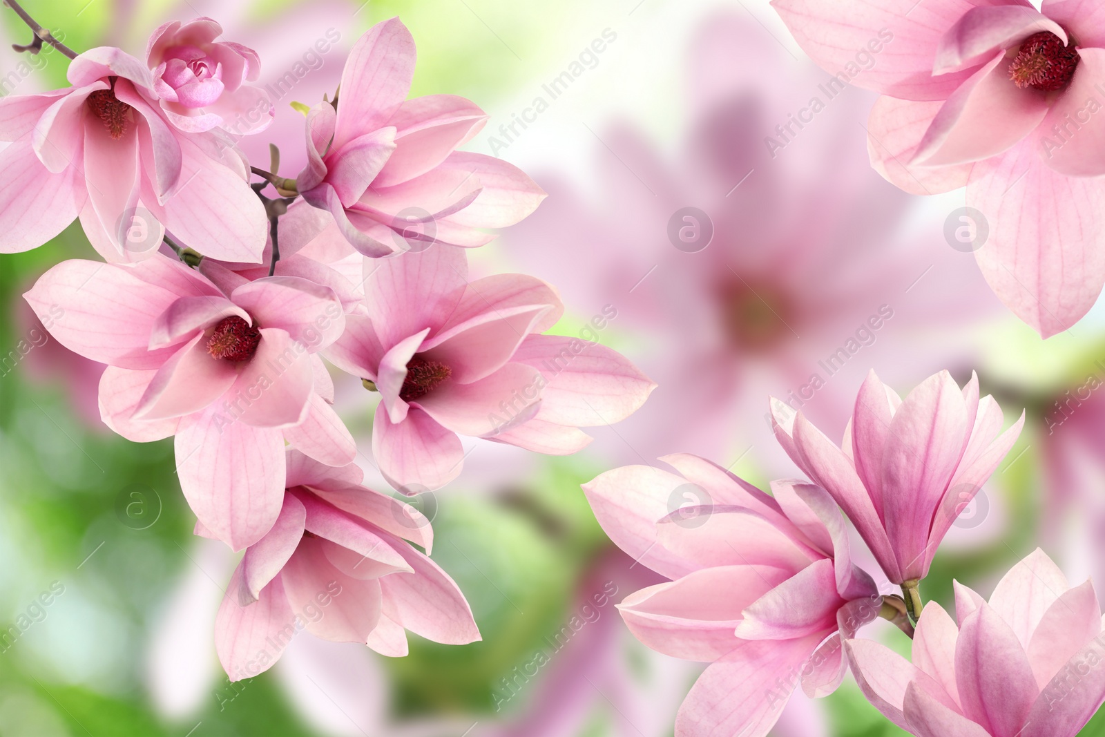 Image of Beautiful pink magnolia flowers outdoors. Amazing spring blossom