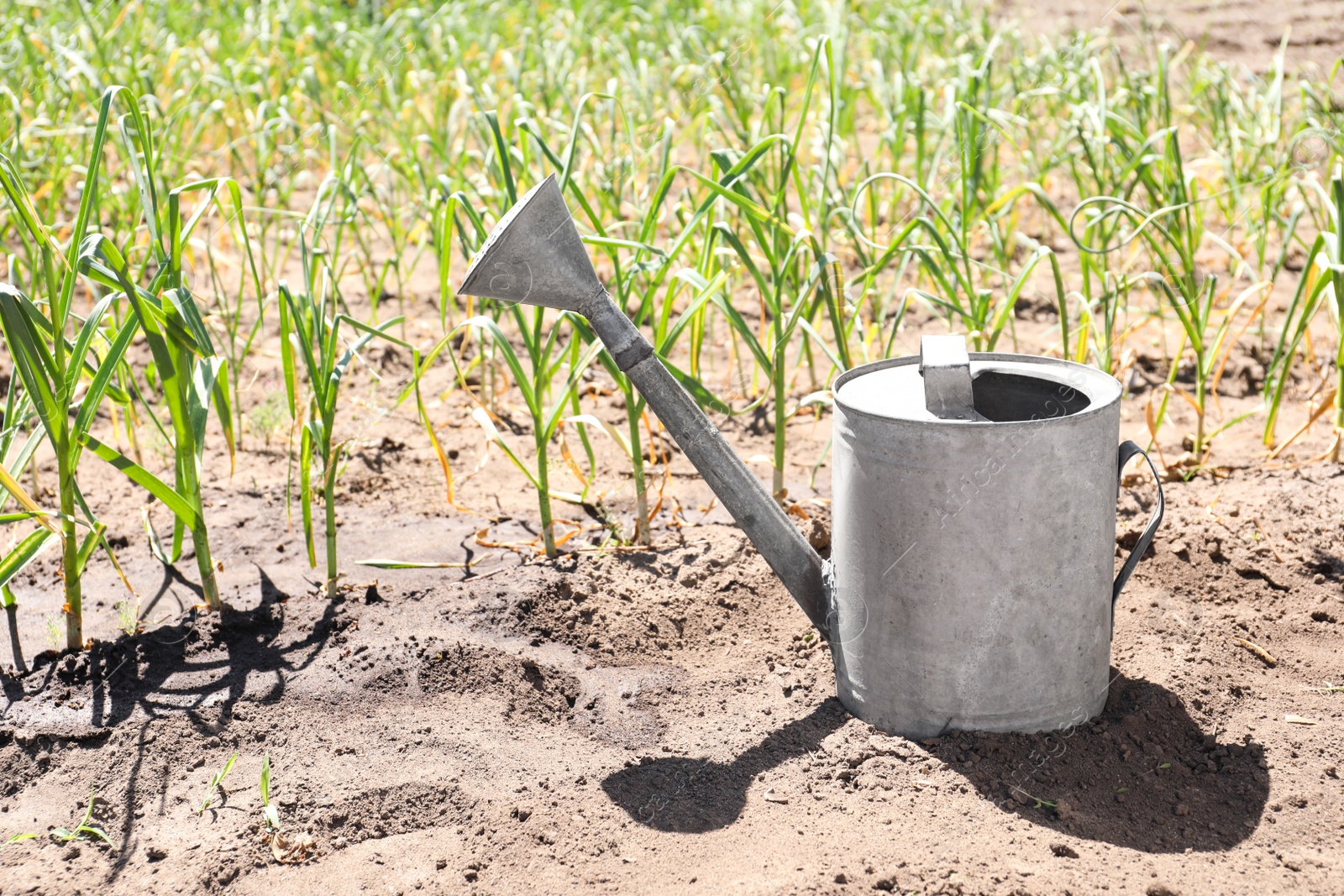 Photo of Aluminum watering can near garlic sprouts in field