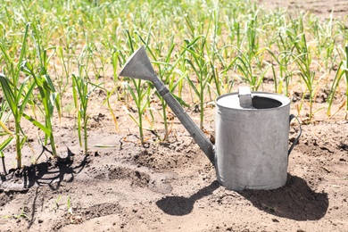 Photo of Aluminum watering can near garlic sprouts in field