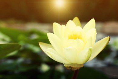 Closeup view of beautiful lotus, symbolic flower in Buddhism. Indian religion 