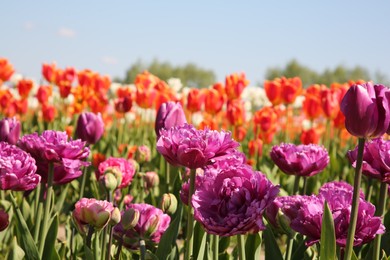 Photo of Beautiful colorful tulip flowers growing in field