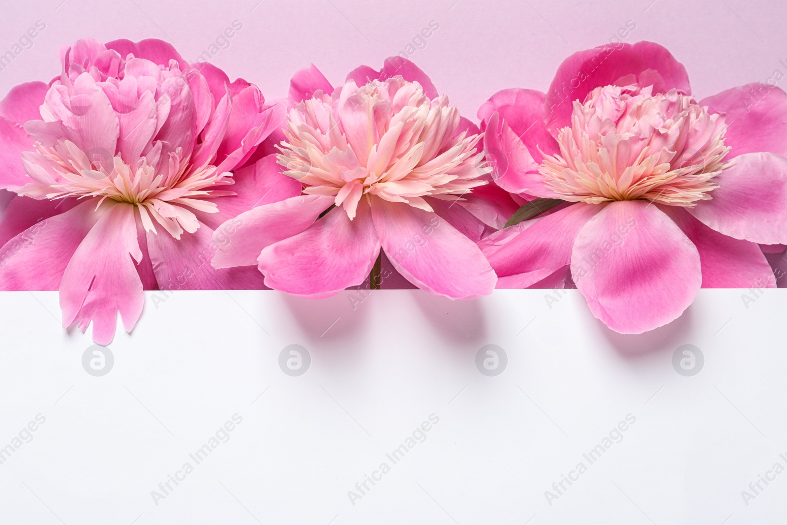 Photo of Fresh peonies and empty card on color background, flat lay with space for text