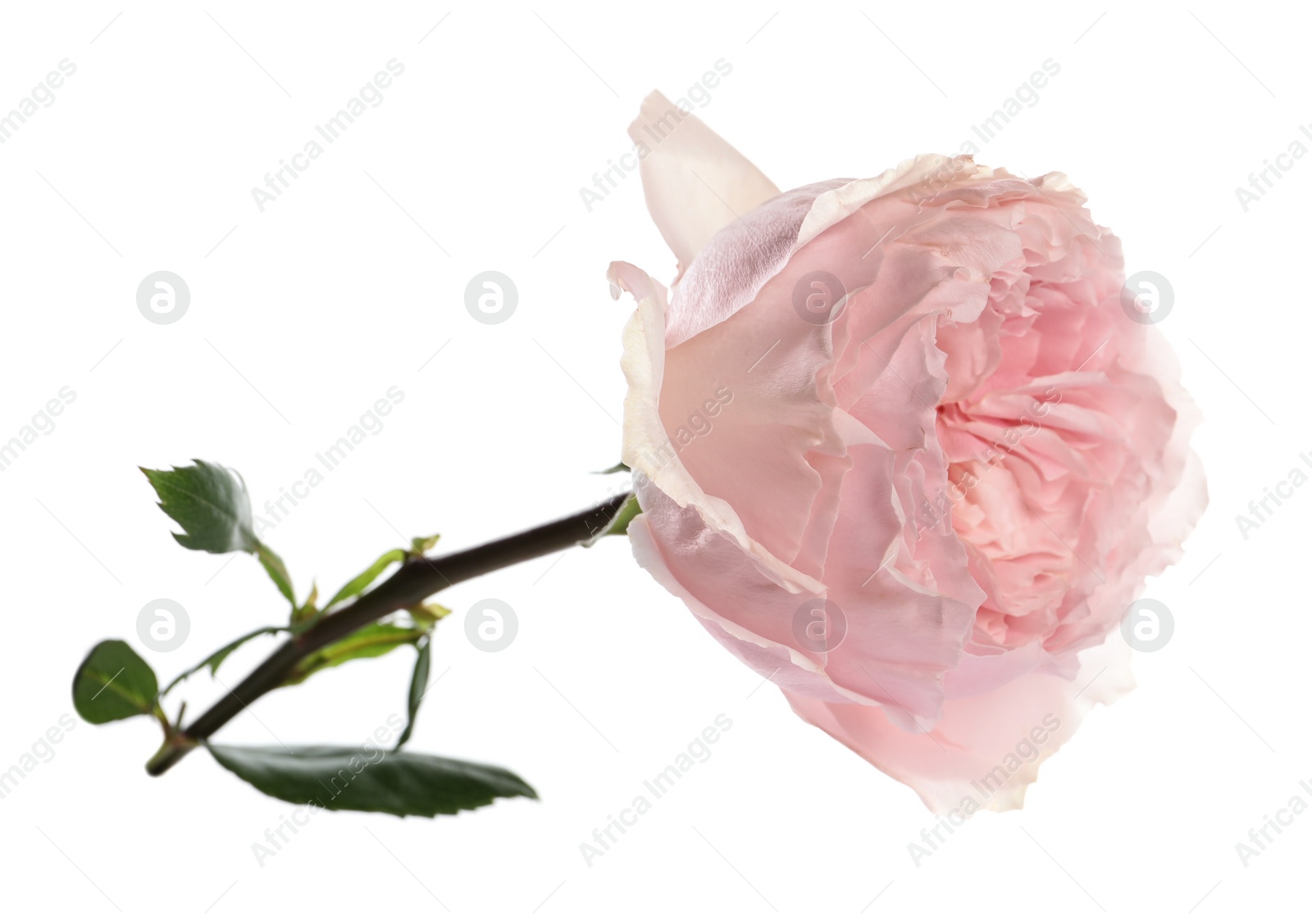 Photo of Beautiful English rose with tender petals isolated on white