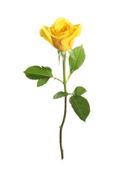 One beautiful yellow rose isolated on white