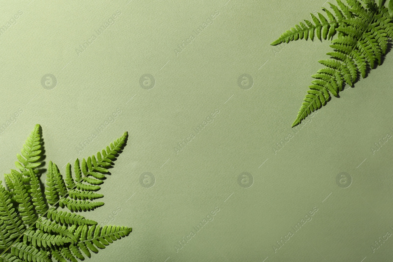 Photo of Beautiful tropical fern leaves on light green background, flat lay. Space for text