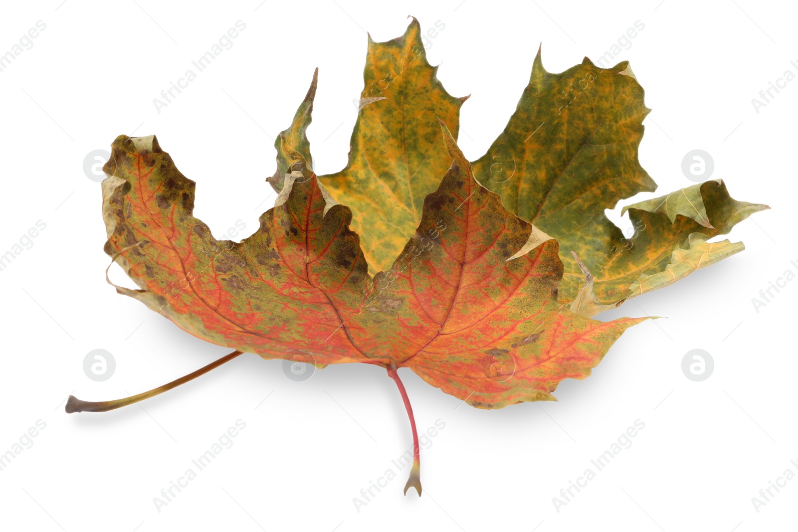 Photo of Autumn season. Dry maple leaves isolated on white