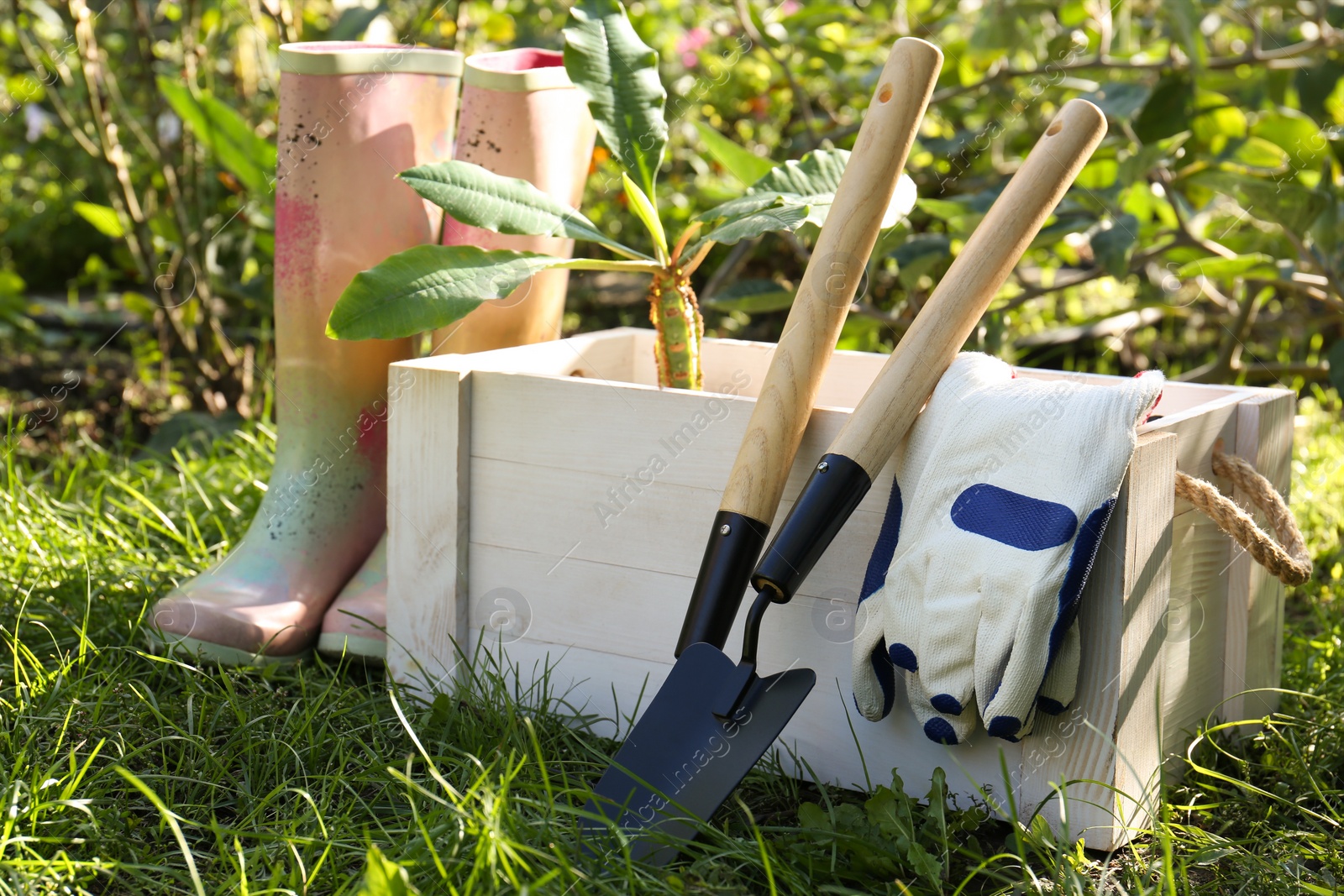 Photo of White wooden crate with plant, gloves, gardening tools and rubber boots on grass outdoors