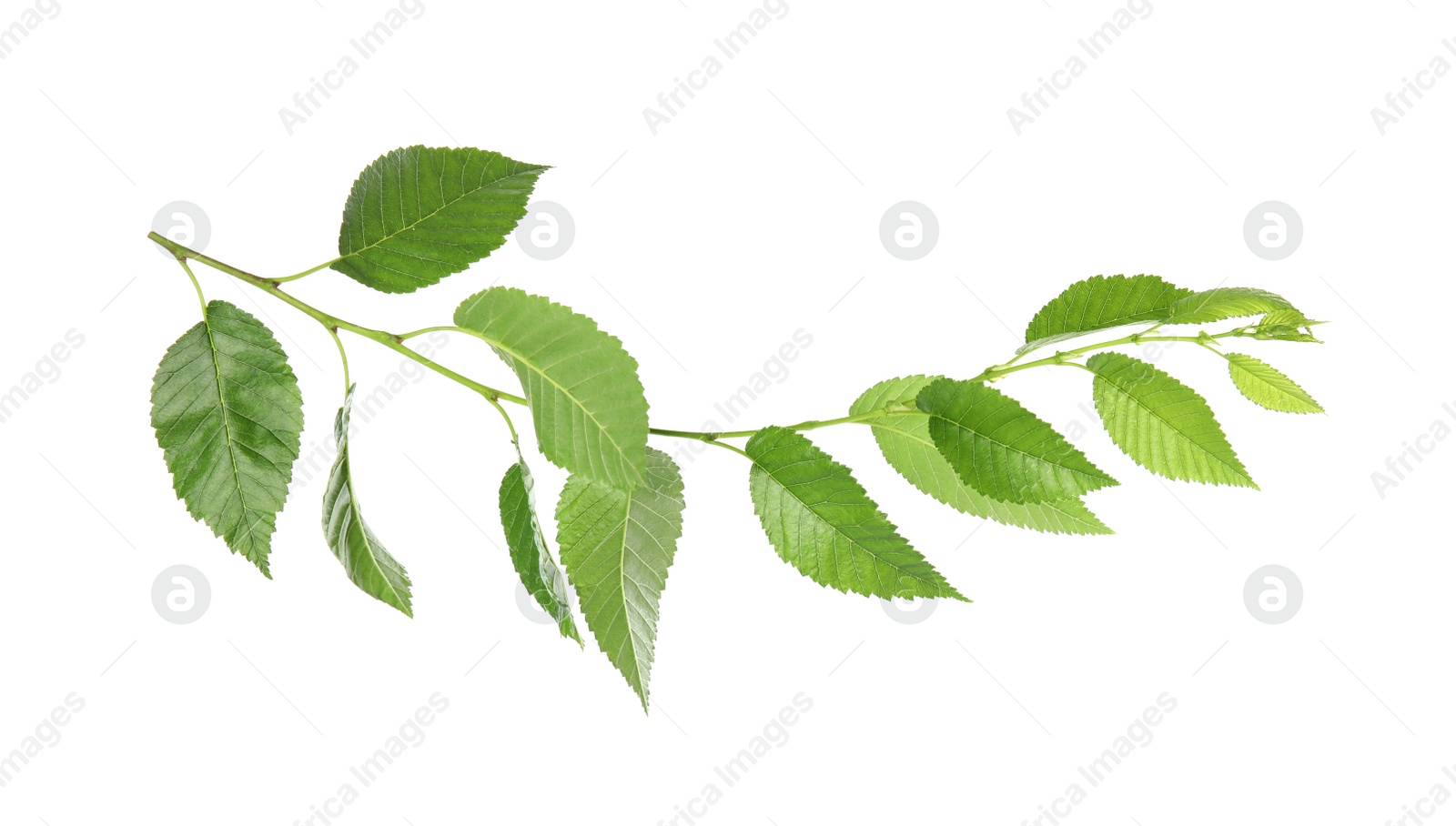 Photo of Branch of linden tree with young fresh green leaves isolated on white. Spring season