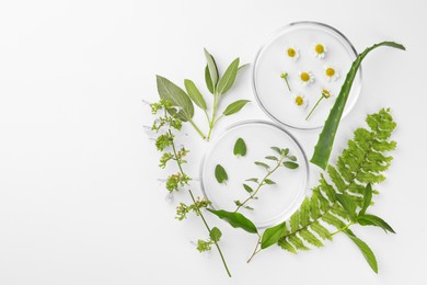 Petri dishes with different plants on white background, top view. Space for text