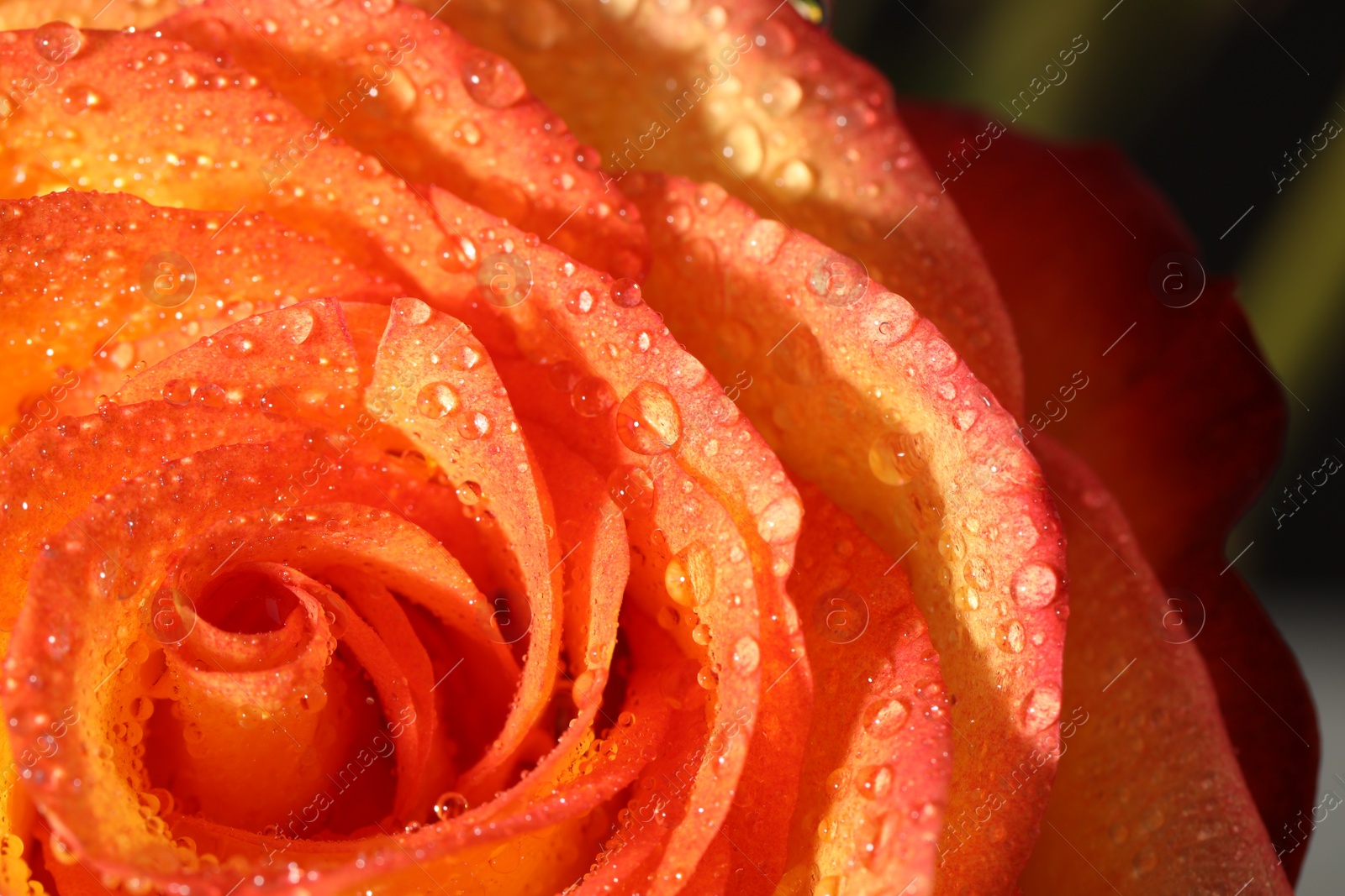 Photo of Closeup view of beautiful blooming rose with dew drops on blurred background