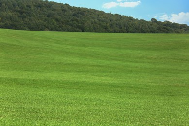 Beautiful meadow with bright green grass outdoors