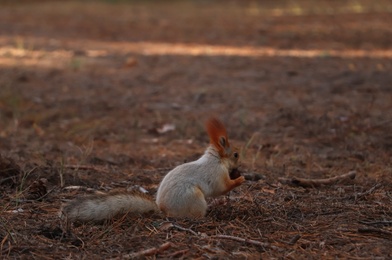 Photo of Cute red squirrel carrying nut in forest