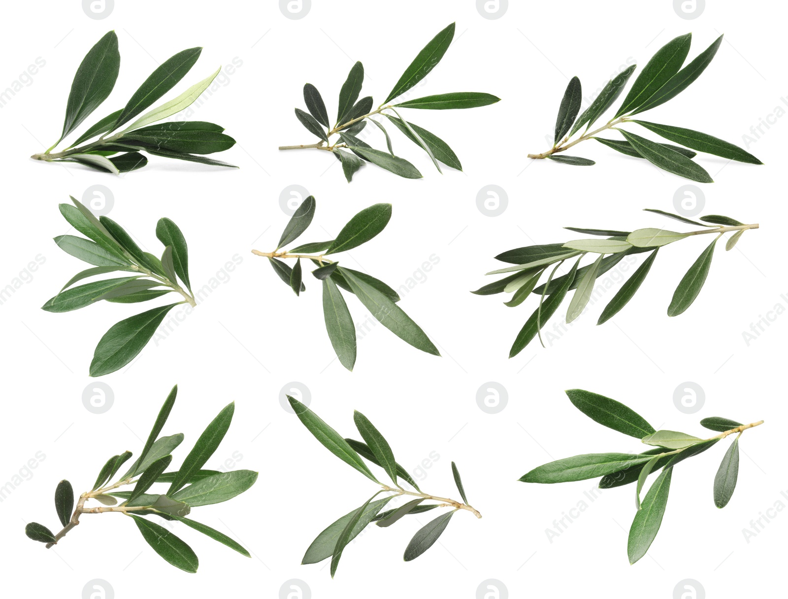 Image of Set with fresh green olive leaves on white background