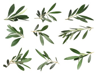 Set with fresh green olive leaves on white background