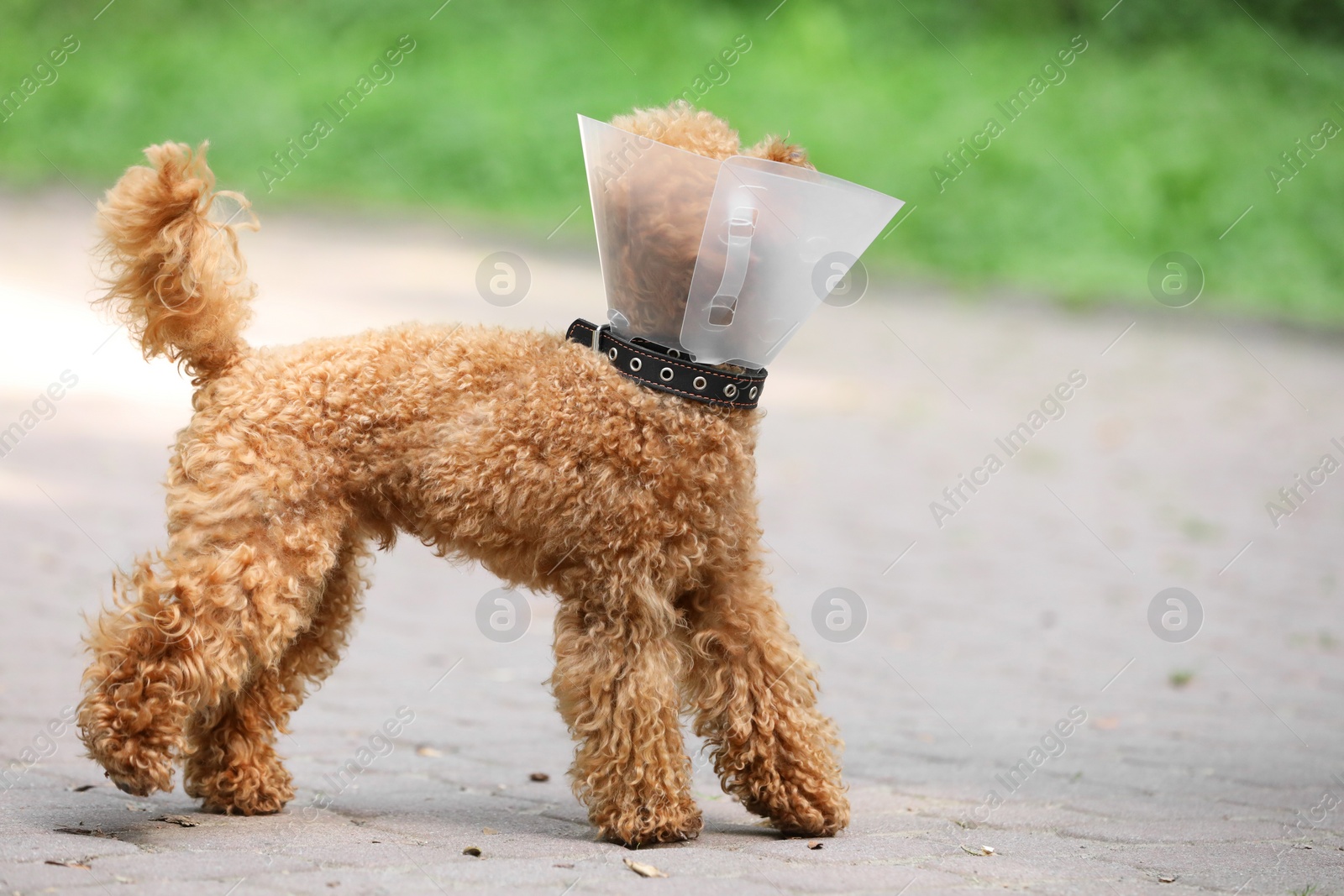 Photo of Cute Maltipoo dog with Elizabethan collar outdoors, space for text