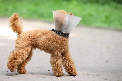 Cute Maltipoo dog with Elizabethan collar outdoors, space for text