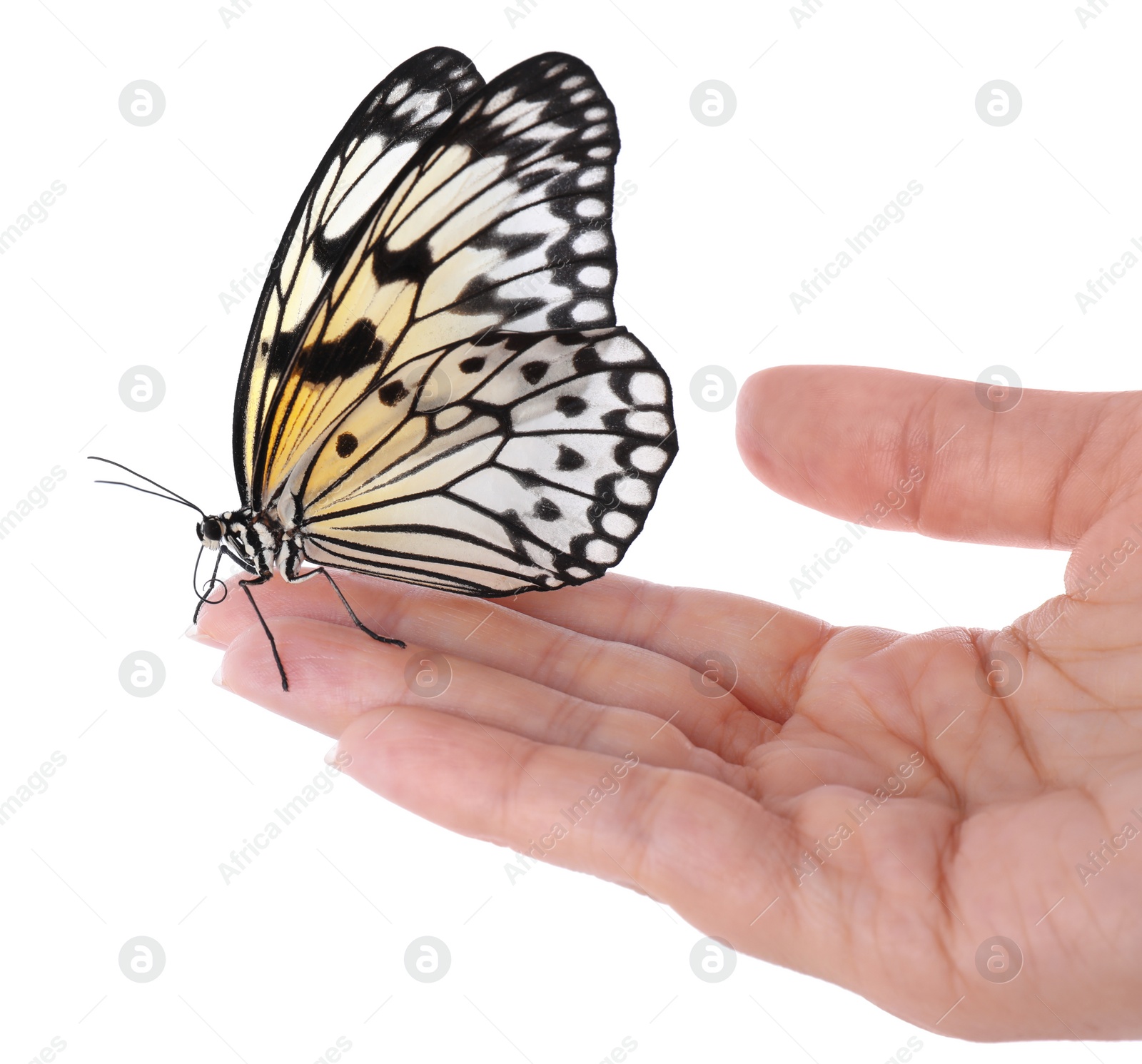 Photo of Woman holding beautiful rice paper butterfly on white background, closeup