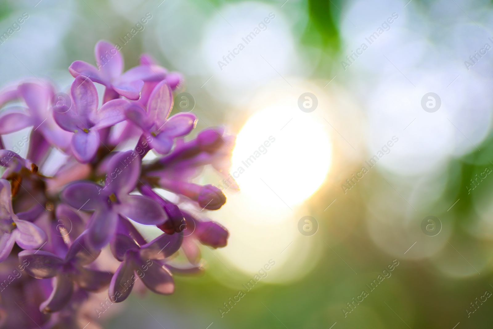 Photo of Closeup view of beautiful blossoming lilac shrub outdoors