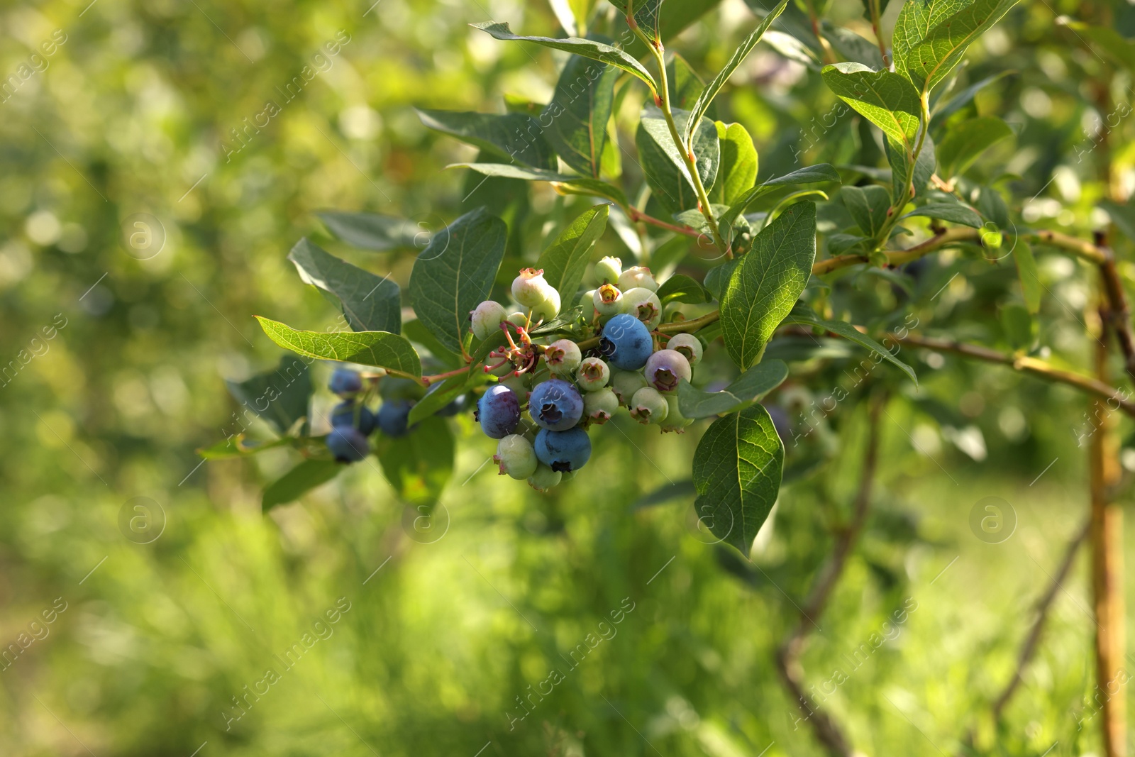 Photo of Bush of wild blueberry with berries growing outdoors