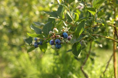 Bush of wild blueberry with berries growing outdoors