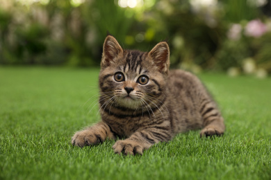 Cute tabby kitten on green grass outdoors. Baby animal
