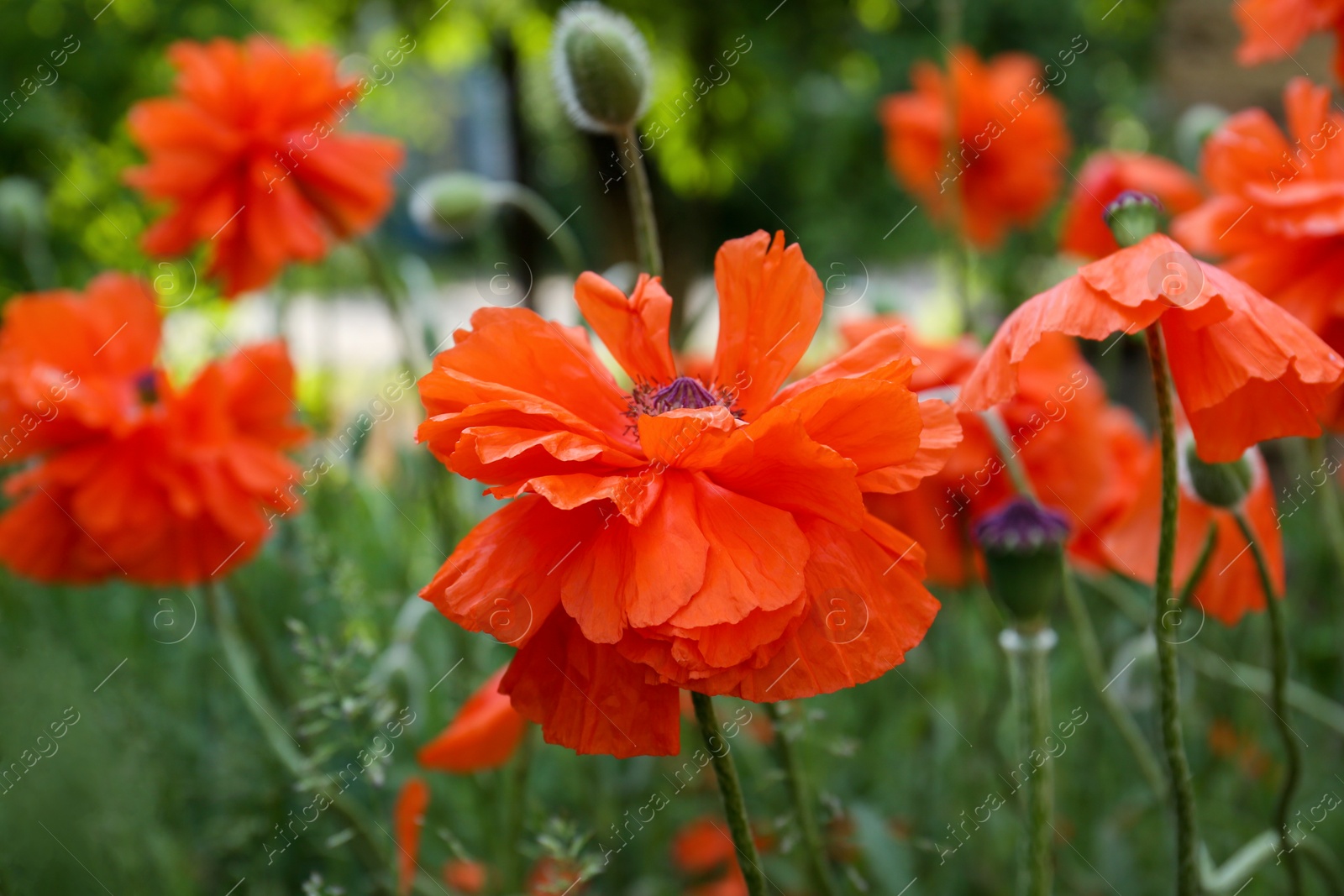 Photo of Beautiful bright red poppy flowers outdoors, closeup view