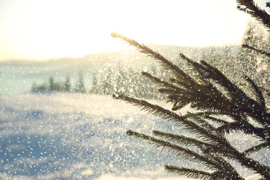 Photo of Fir tree covered with snow on winter day, closeup. Space for text