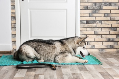 Photo of Cute Alaskan Malamute dog with leash lying on floor near door