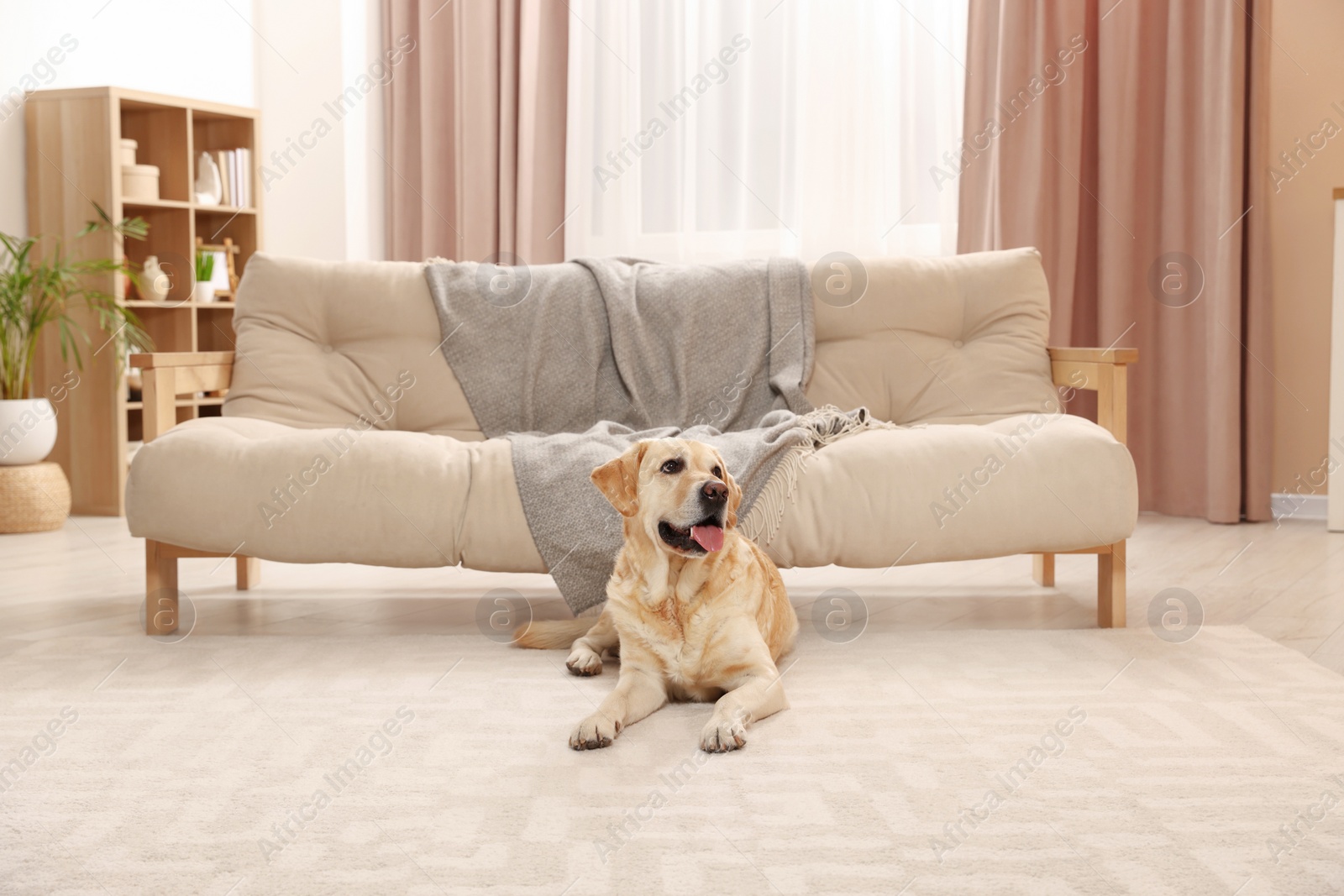 Photo of Modern living room interior. Cute Golden Labrador Retriever on floor