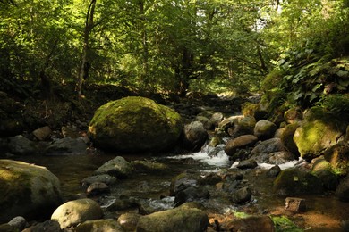 Photo of Picturesque view of mountain stream, stones and green plants in forest