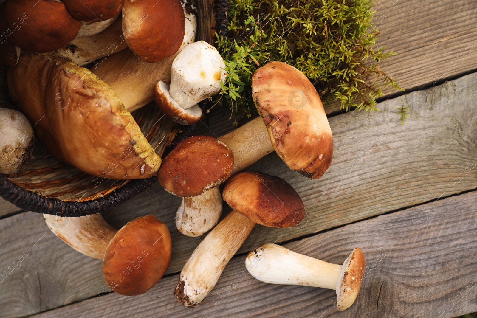 Photo of Fresh wild mushrooms on wooden table, flat lay. Space for text