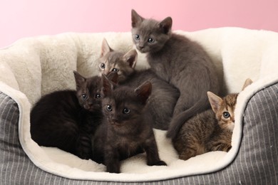 Photo of Cute fluffy kittens on pet bed. Baby animals