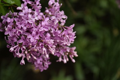 Photo of Branch of beautiful blossoming lilac on blurred background, closeup. Space for text