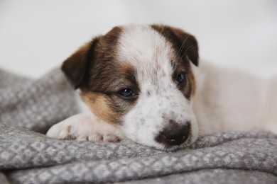 Photo of Sleepy little puppy lying on grey plaid, closeup