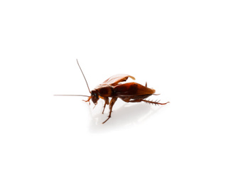 Photo of Brown cockroach isolated on white. Pest control