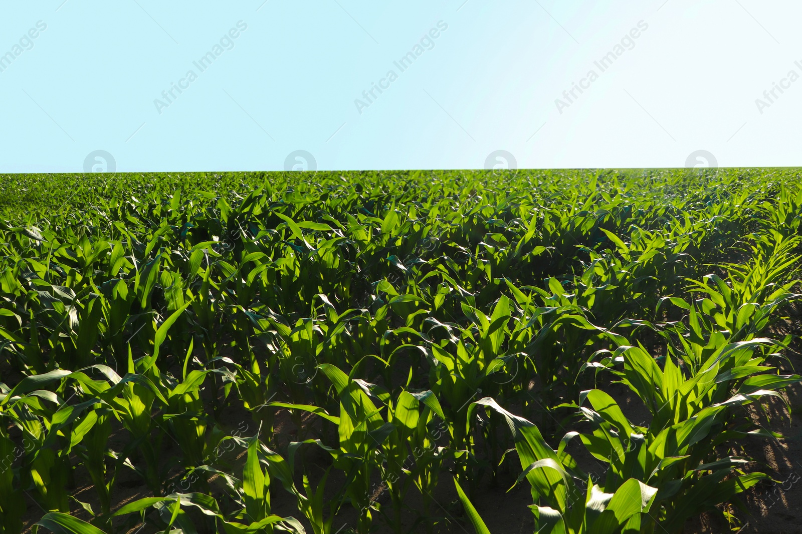 Photo of Beautiful agricultural field with green corn plants on sunny day