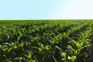 Photo of Beautiful agricultural field with green corn plants on sunny day