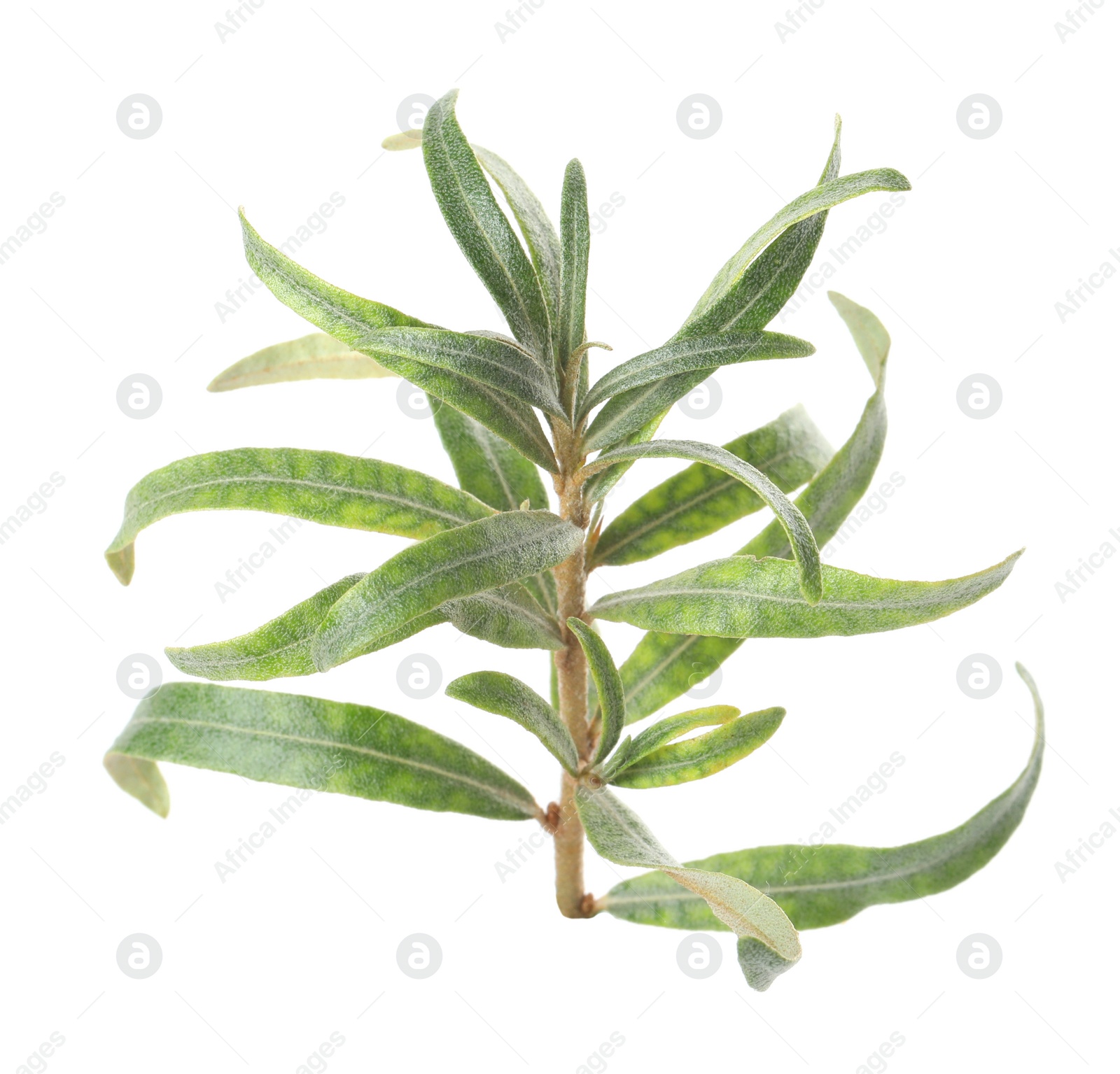 Photo of Sea buckthorn twig with leaves isolated on white