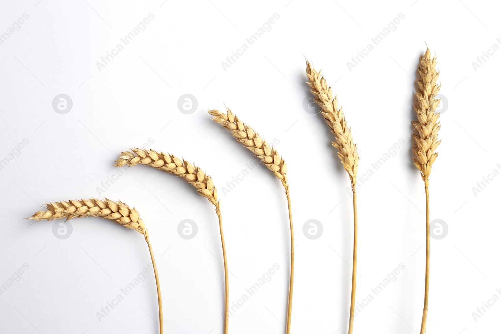 Photo of Ears of wheat on white background, flat lay