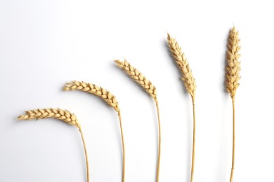 Ears of wheat on white background, flat lay