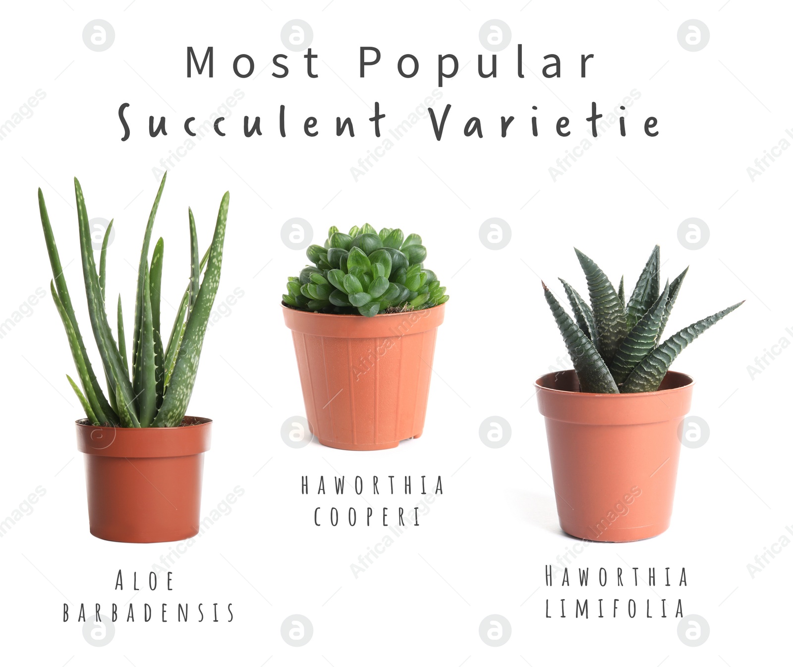 Image of Most popular succulent varieties. Houseplants and names on white background